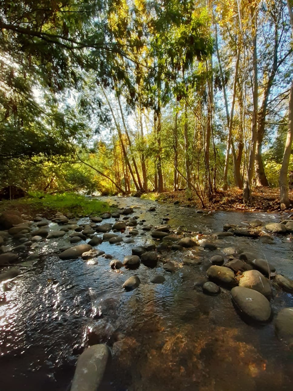 Imagen de Camping El Chequén