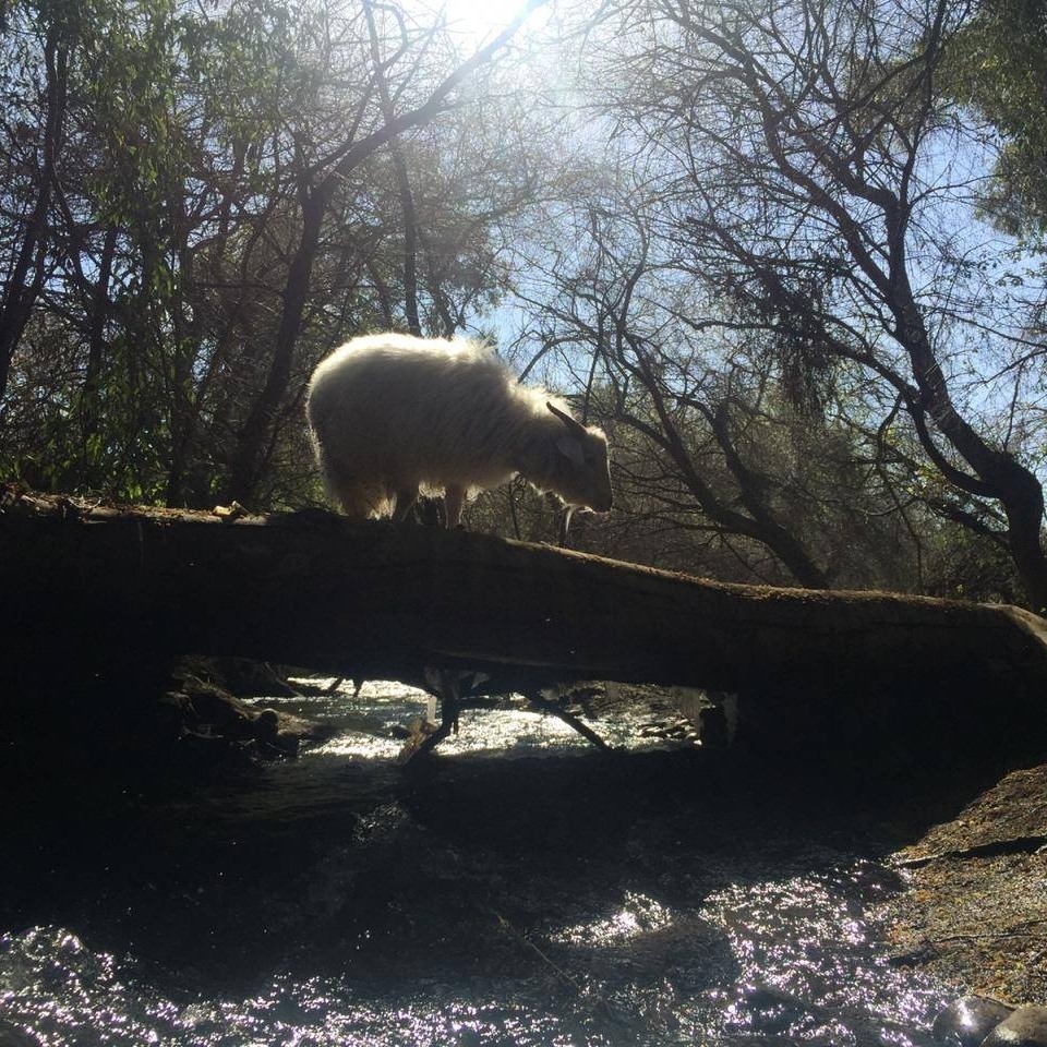 Agroturismo y Camping Quinta El Durazno