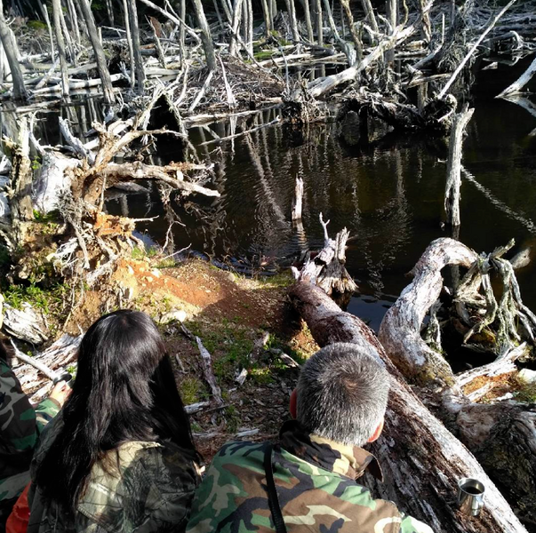 Navarino Beaver