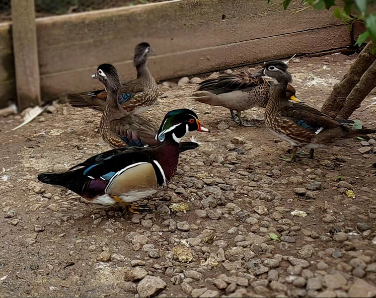 Imagen de Aves Pelarco