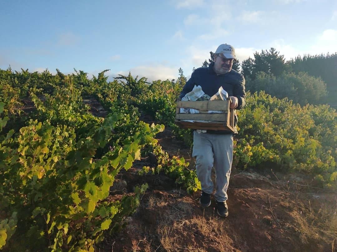 Imagen de Viña Mora Reyes