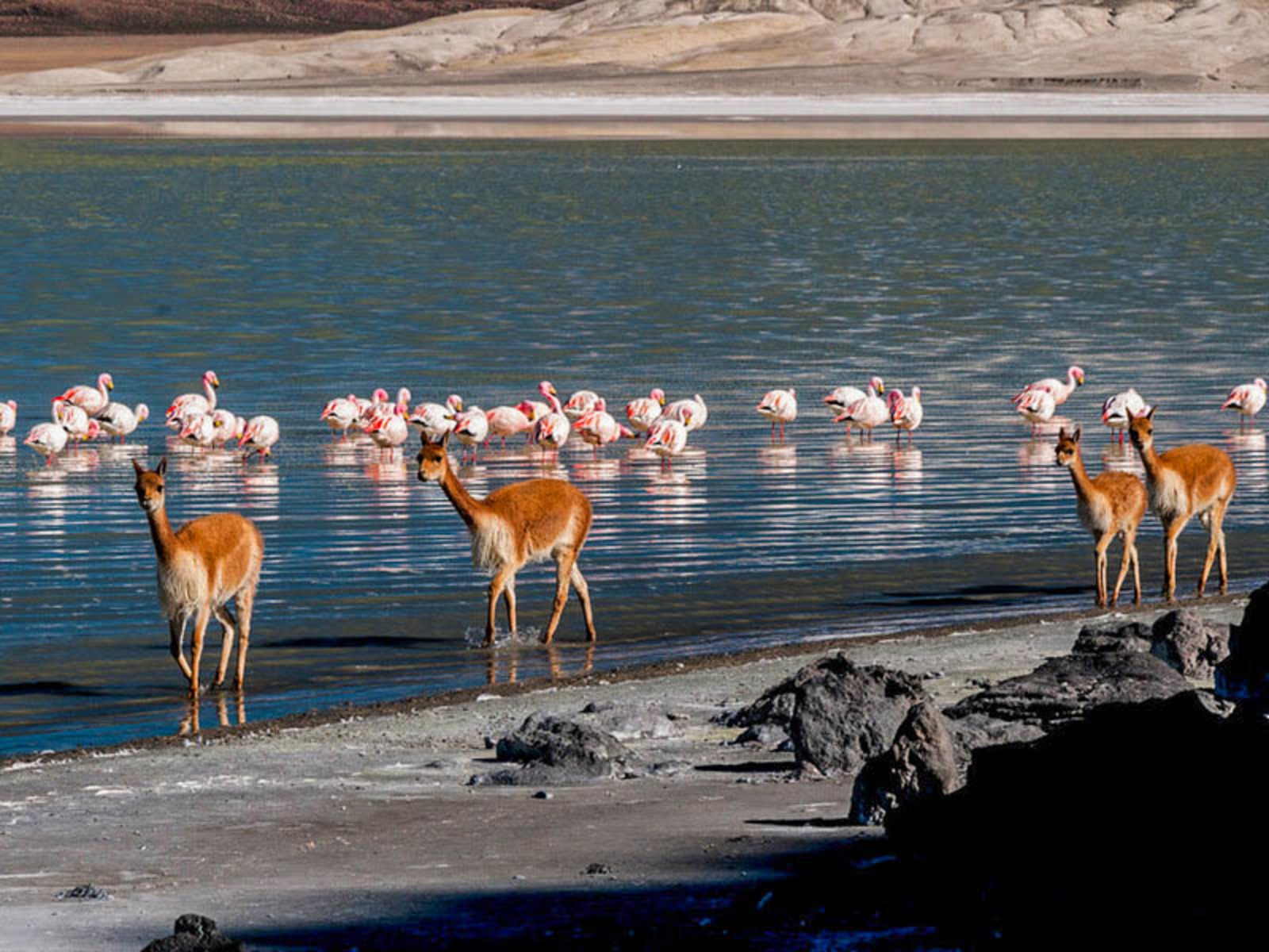 Arica y Parinacota